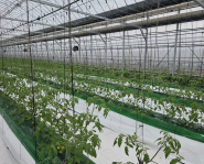 과채류 품질향상 사업을 지원받은 딸기 재배 농가의 모습