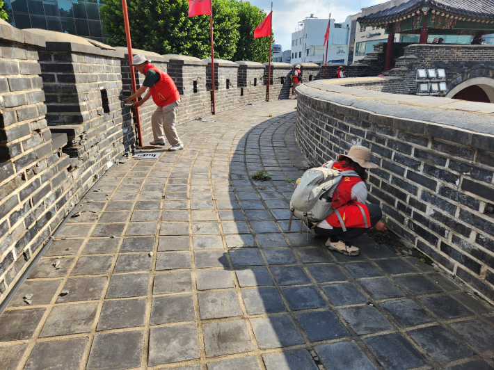 수원화성 팔달문 옹성에서 잡초 제거작업