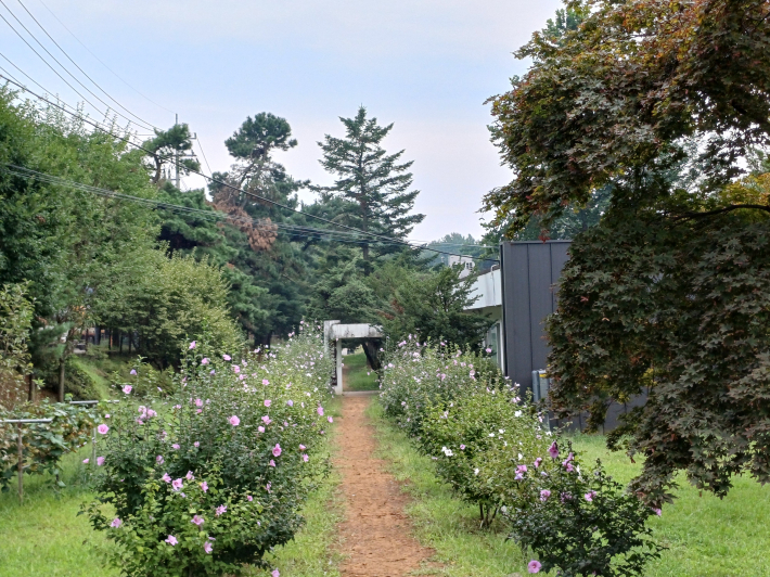 나라꽃 무궁화가 정연하게 아름답게 피어 있다.