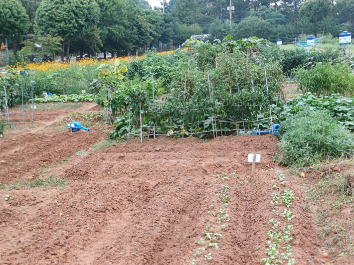 텃밭에는 아직도 빈 땅이 군데 군데보인다