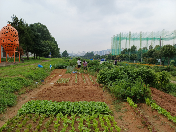 텃밭에서 배추 모종을 심는 도시 농부