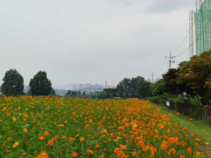 둘레길 코스모스 길 풍경