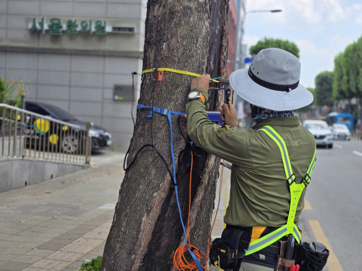 사진) 정밀안전진단 담당자가 가로수의 수간 단층을 촬영하고 있다.    