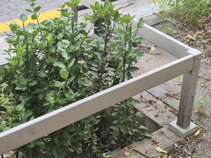 작은 홈과 배수구를 따라 빗물이 스며들고, 그 위에는 계절마다 다양한 식물이 자리하고 있다.