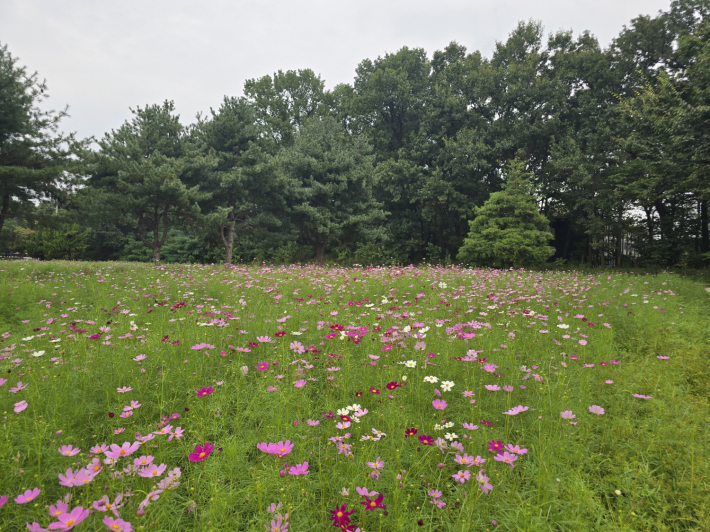   사진)수원 탑동시민농장 코스모스 밭 전경.