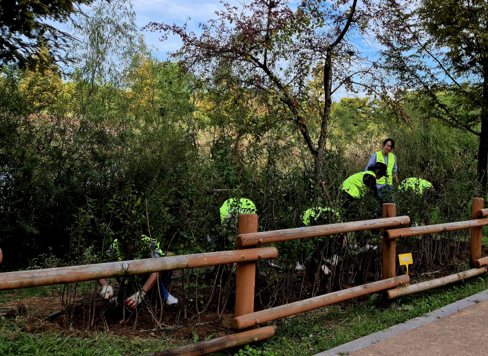 낙상홍 심는 모습