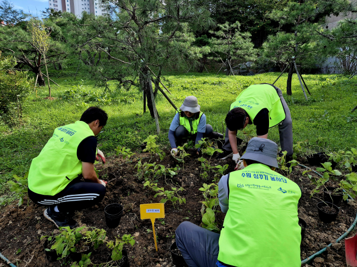 산수국 심는 모습