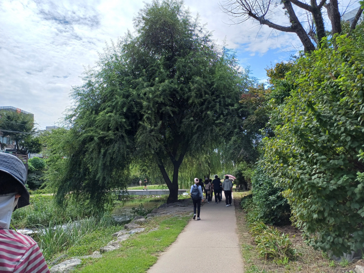  '1색 모수길', 능수버드이 일렬로 늘어진 자태