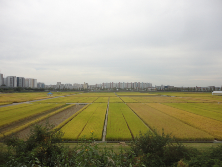 누릇누릇 익어가는 벼가 가을을 느끼게한다