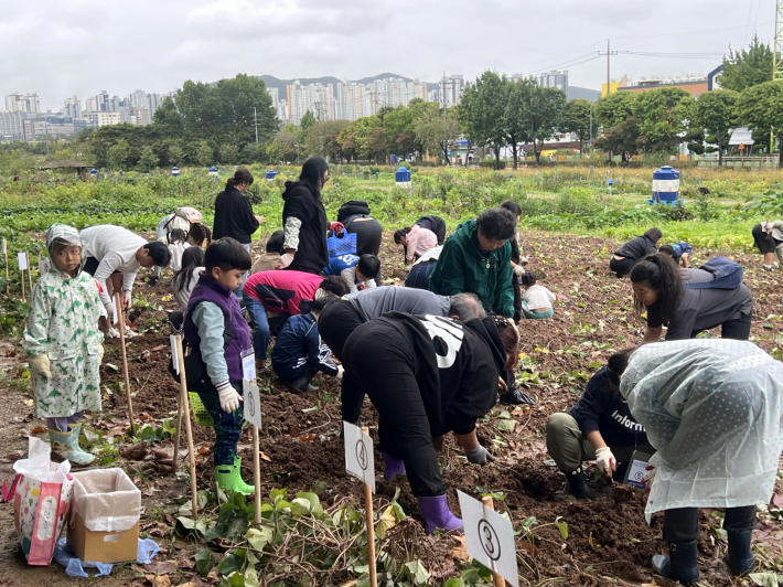 가족 수확 행사에 참여한 시민들이 고구마를 캐고 있다.