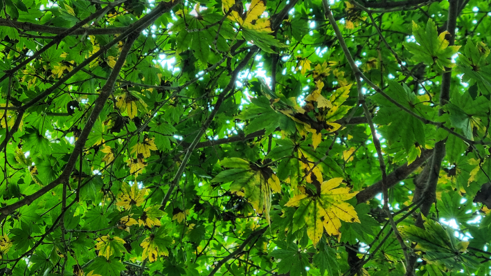 올려다본 단풍나무 잎에 과습으로 인한 피해가 있었다.