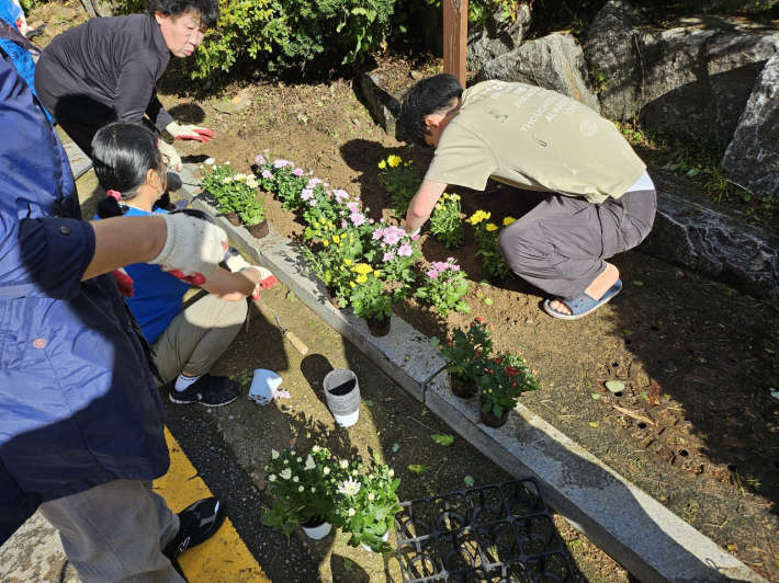 국화 식재 사진