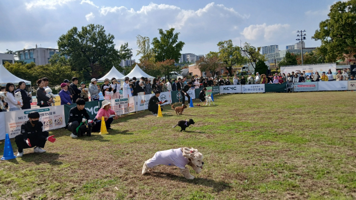 식전 이벤트 '댕댕런' 달리기 대회 장면
