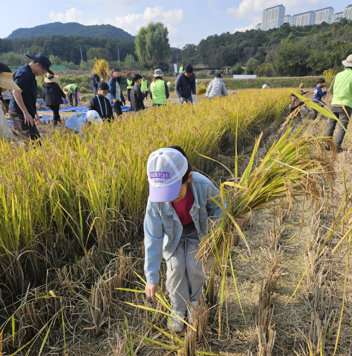 베어진 벼를 줍고 있는 어린이