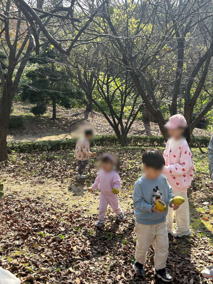 노랗게 떨어진 모과를 주워 담는 아이들의 모습.