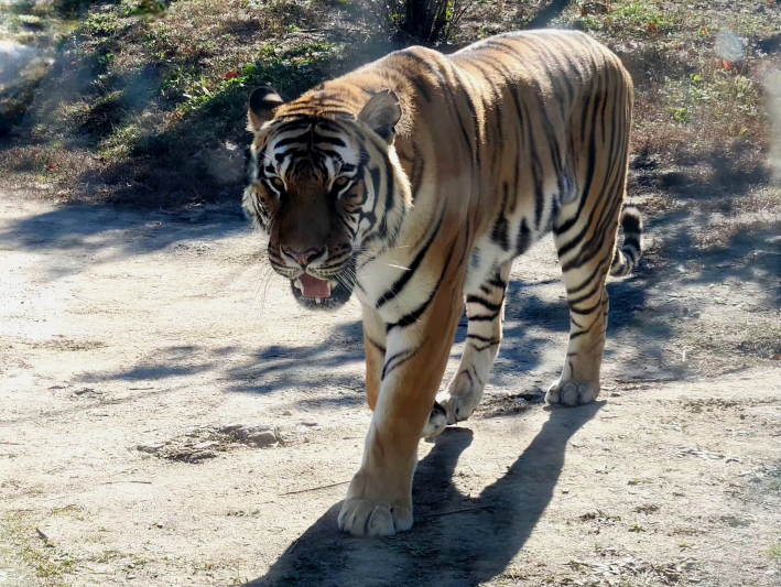 두꺼운 방호유리 너머로 느껴지는 강렬한 눈빛과 묵직한 발걸음을 걷는 호랑이 모습