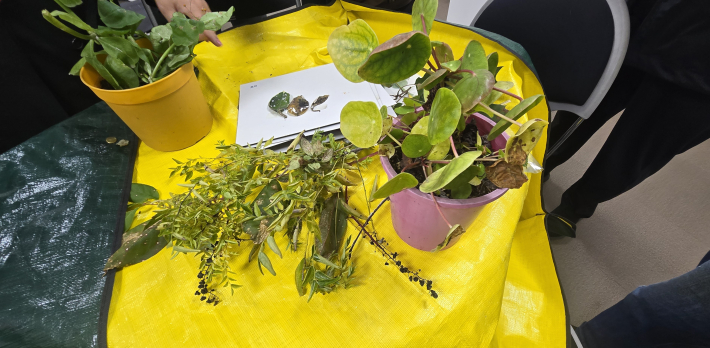 진단 치료를 받기 위해 대기 중인 식물들