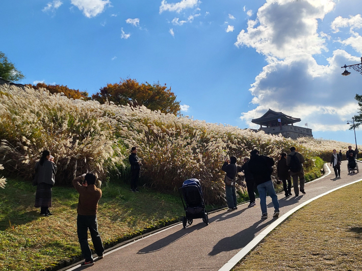 수원화성 팔달산 둘레길에 펼쳐진 억새, 가을 정취에 푹 빠진 관광객들  