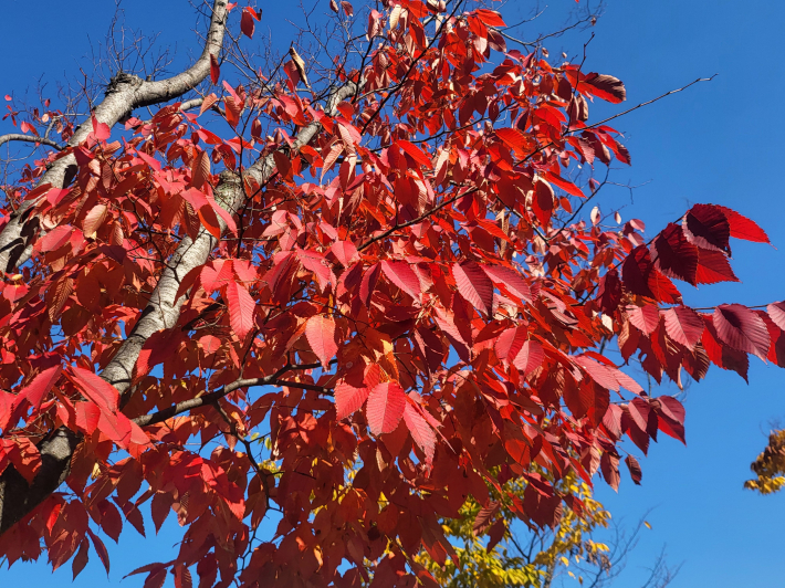 곱게 물든 단풍, 보기만 해도 기분 좋아져  