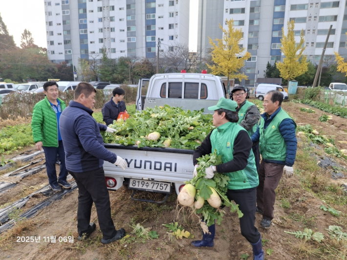 취약계층 기부를 위한 무 수확 현장