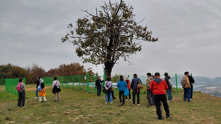오래된 오동나무가 멋지다. 안성평야가 시원하게 내려다보임.