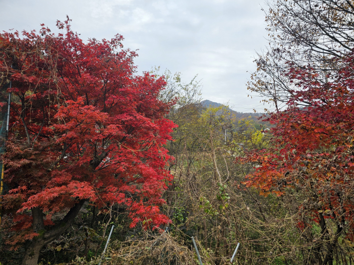 온 산하가 단풍! 단풍!