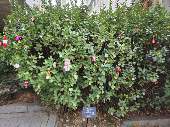 정원에 식재 된 나무에 장식을 달아 '미리 메리크리스마스'를 준비하였다.