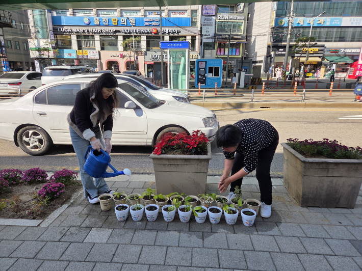 반려 식물 20개 화분 만드는 모습