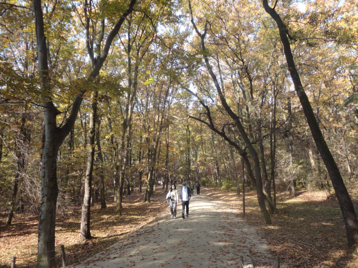융릉으로가는 도토리나무 숲 길