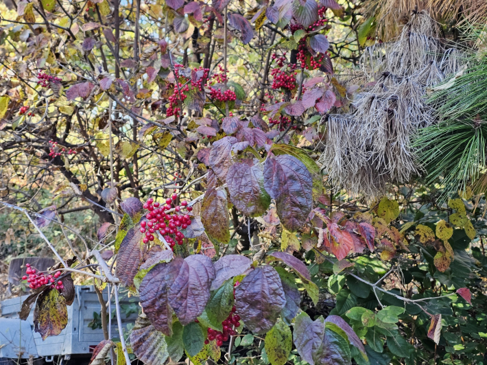 가막살나무 열매