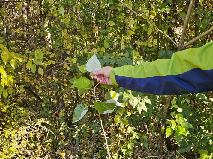 수풀 잎사귀 설명하는 해설사