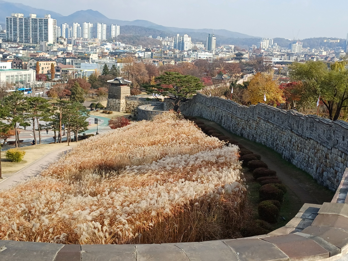 성곽길 가을의 상징 억새 풍경