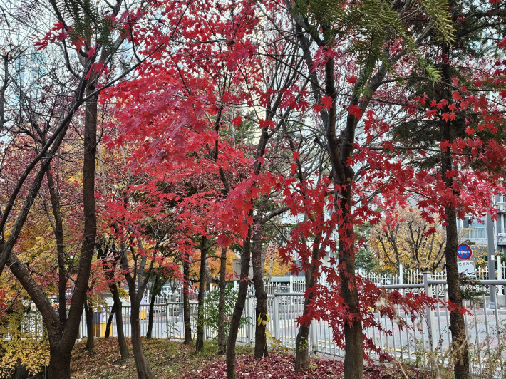 아직은 단풍이 나좀 봐달라고