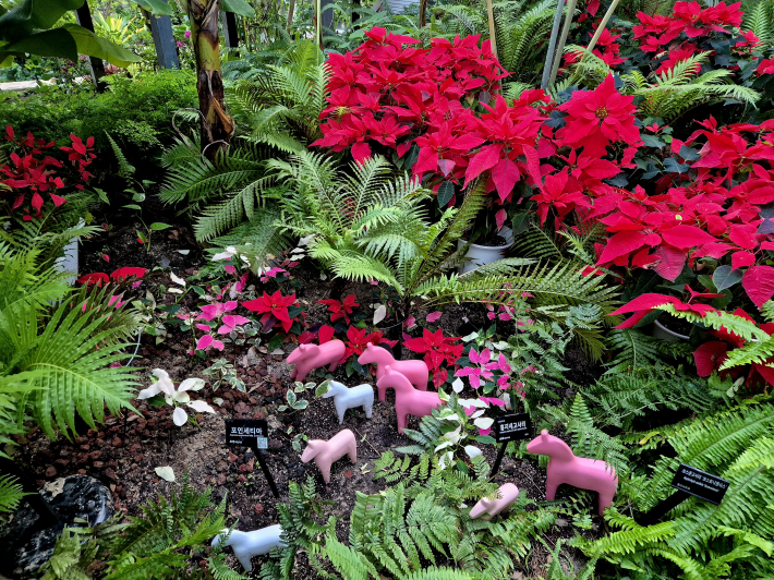 전시온실 특별 전시 중인  다시 걷는 생명들