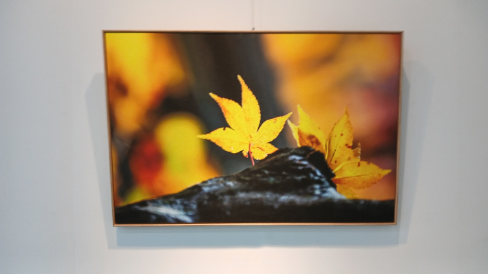 이형석 작가의 '고목에 단풍잎'사진 작품