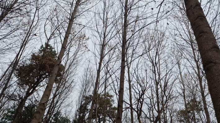 죽죽 벗은 백합 나무의 수종을 살펴 본다