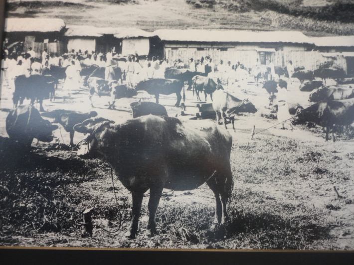 일제강점기 수원시 우시장 모습