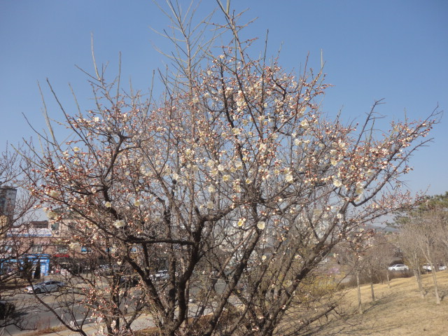팔달산 자락에 화시하게 핀 백매화꽃