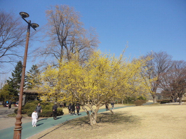 장안공원 거목에 화사하게 핀 산수유꽃