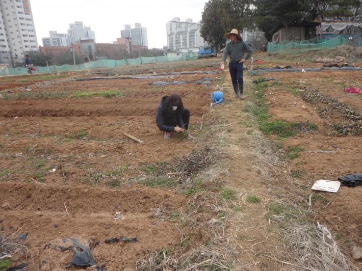 한 여성이 밭에서 봄나물을 캐고있는 모습