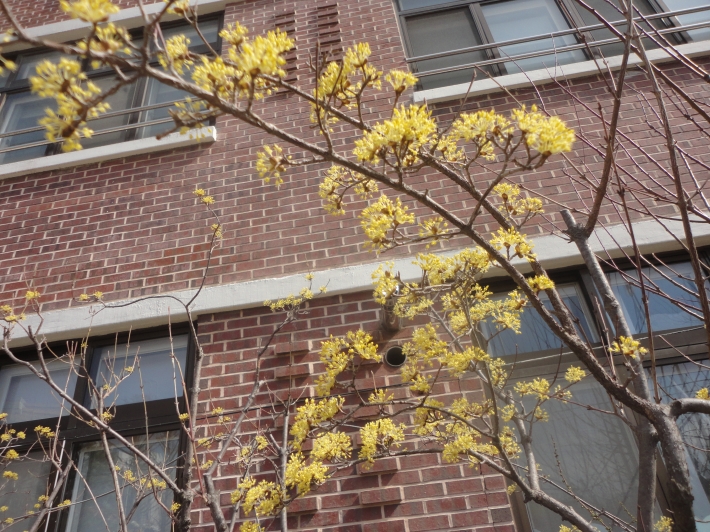 상율초등학교 교정에 핀 산수유 꽃