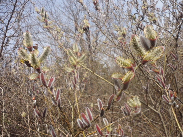 청개구리공원 방죽 언덕에 버들강아지꽃 