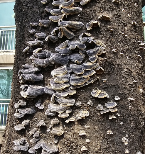 나무 외피에 난 버섯. 나무의사의 진단과 치료가 필요하다. (사진=조성칠 회장 제공)