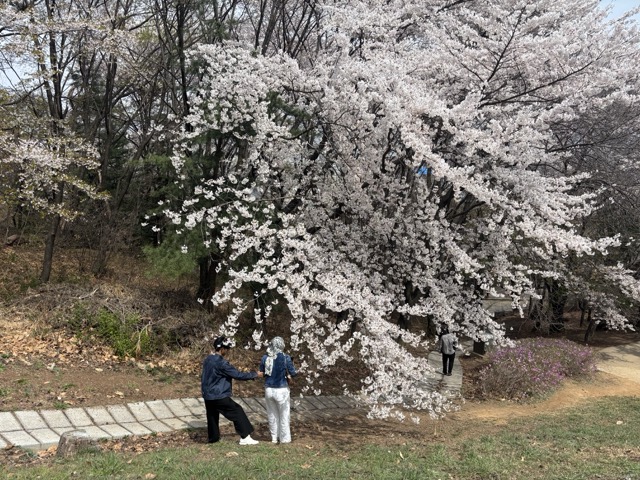 팔달산 일대에 피어난 봄꽃