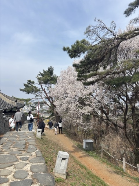 팔달산 산책로를 따라 이어지는 봄 풍경