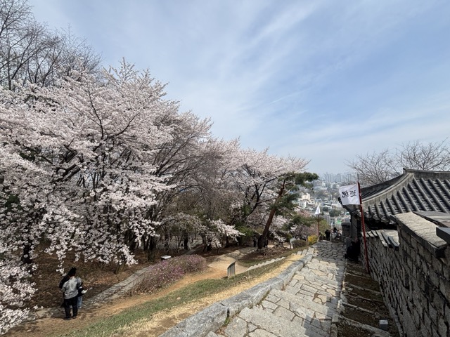 산책로를 따라 이어지는 주말의 봄 풍경