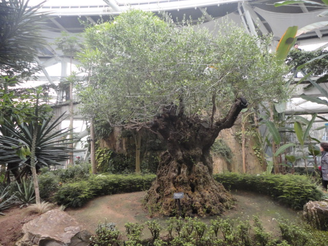 400년된 올리브나무