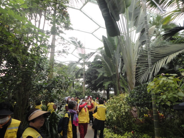 유리천장이 다을듯 높히솟은 파파야를 사진찍는 과람객