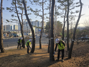 관내 시설녹지 소나무에 수간주사