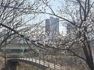 원천호수 여우길에서 먼저 만난 산수유와 매화